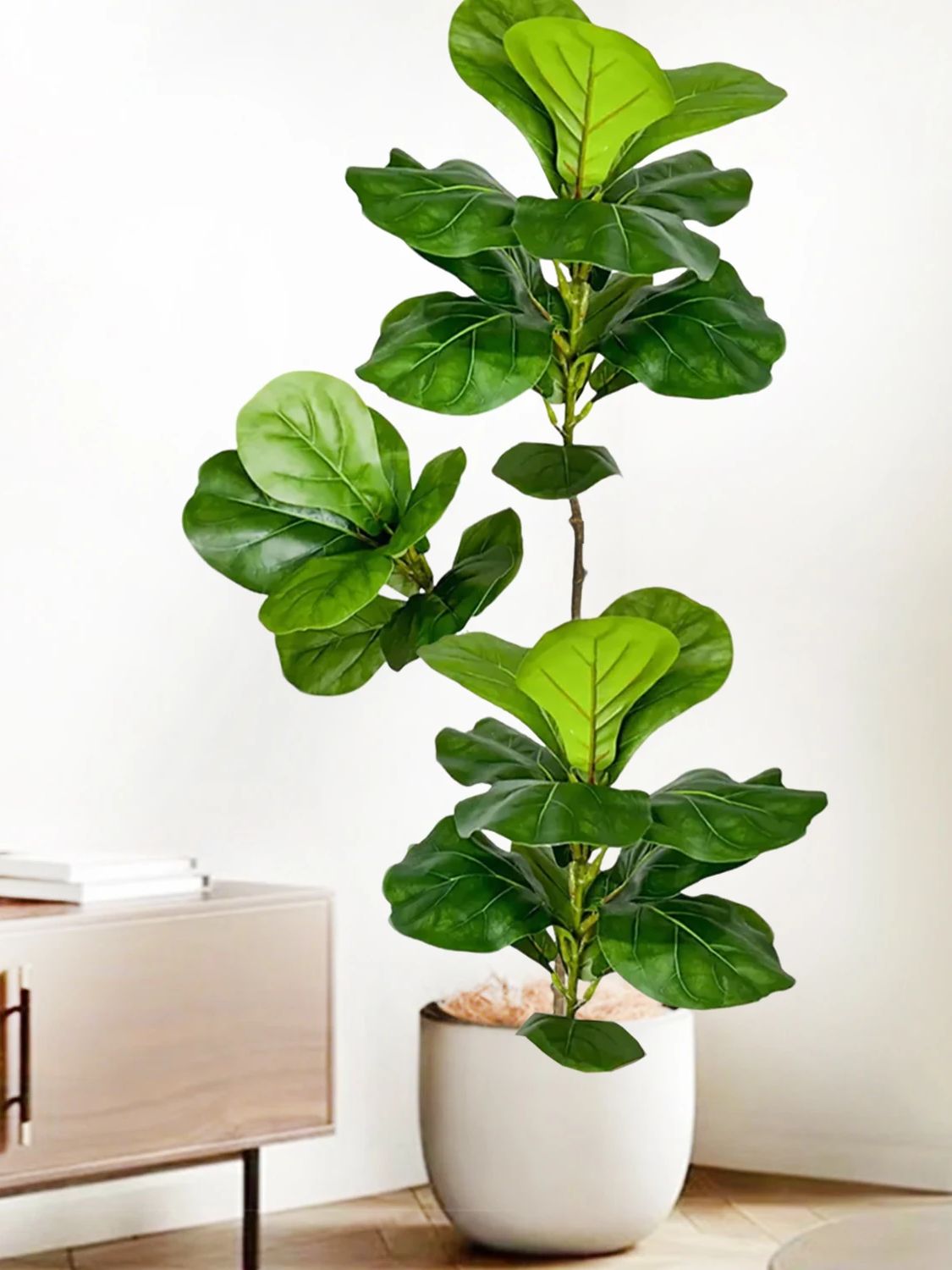45-135cm Pohon Ficus Fiddle Le - Ficus Lyrata Tree ulasan dan harga