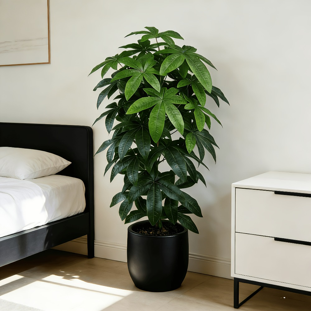 Pohon Uang Buatan Pachira Aqua - Ficus Lyrata Tree ulasan dan harga